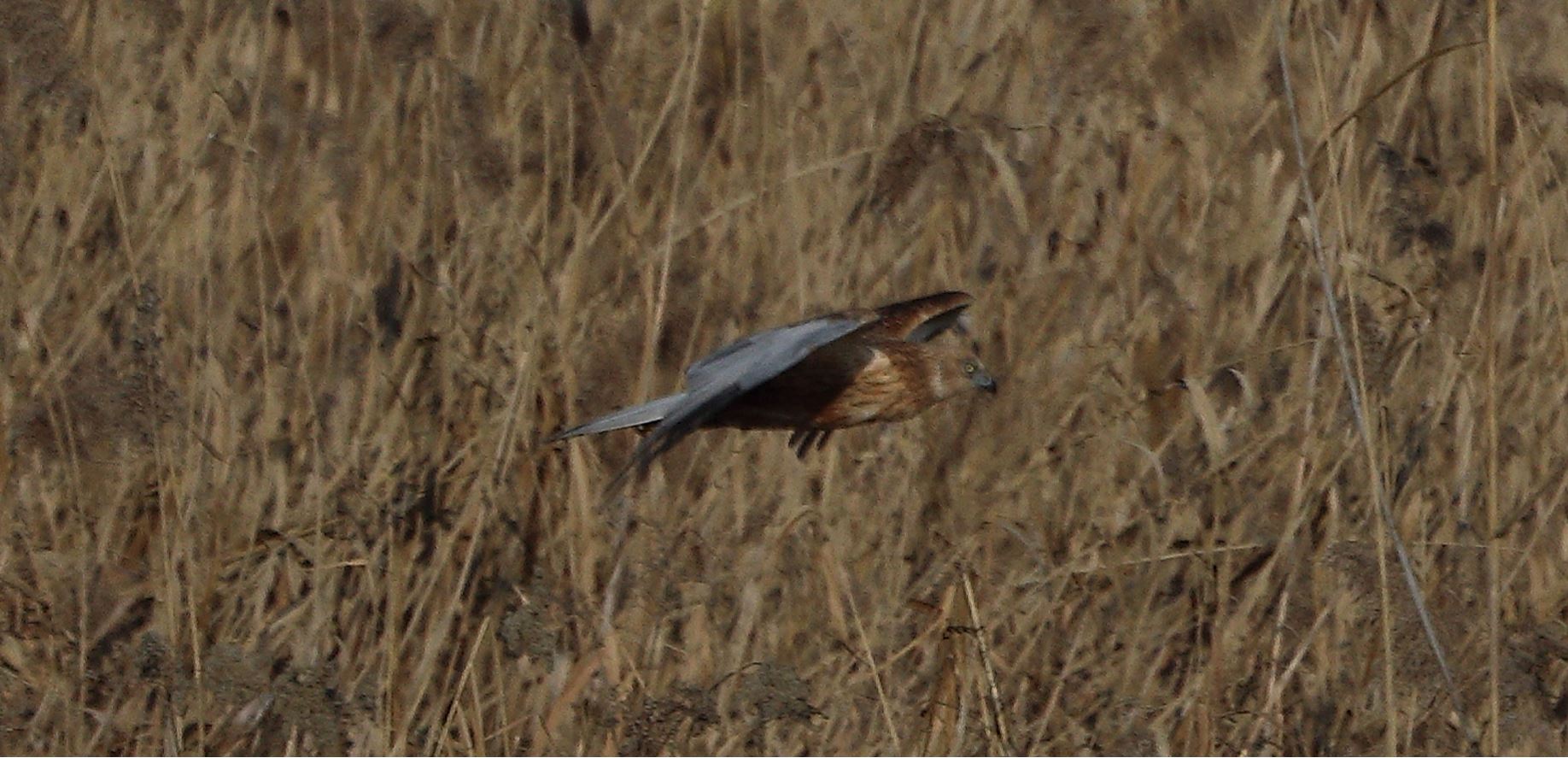 marsh falcon 18-01-2022