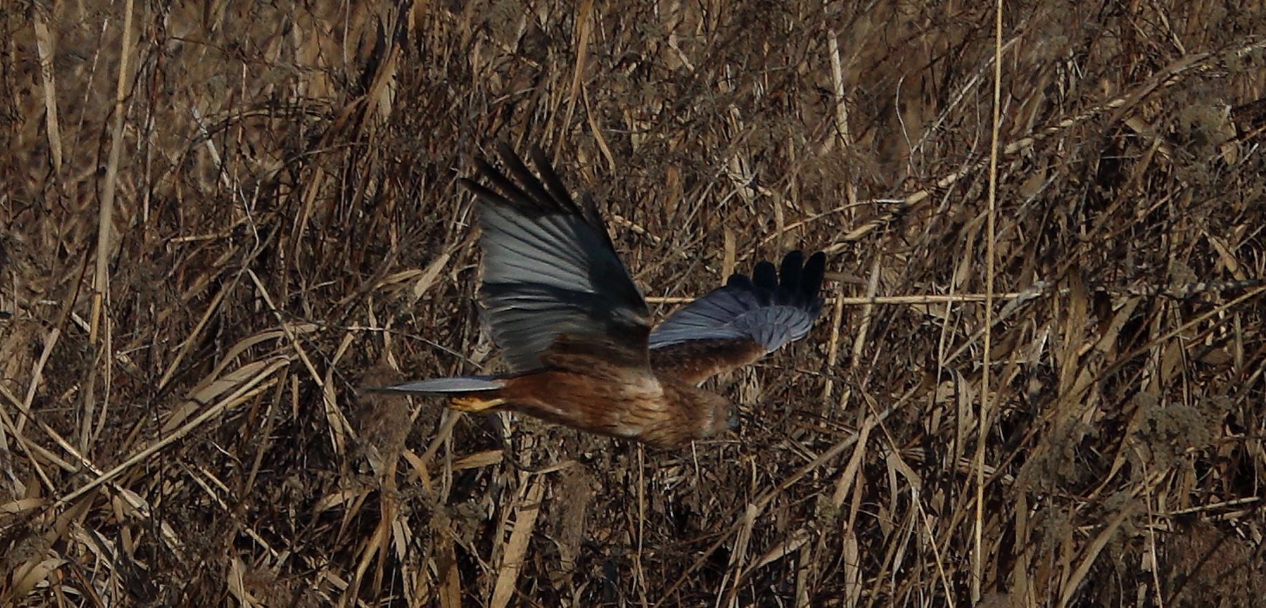 marsh falcon 18-01-2022