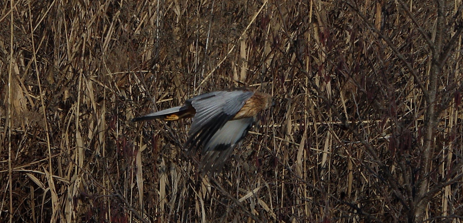 marsh falcon 18-01-2022
