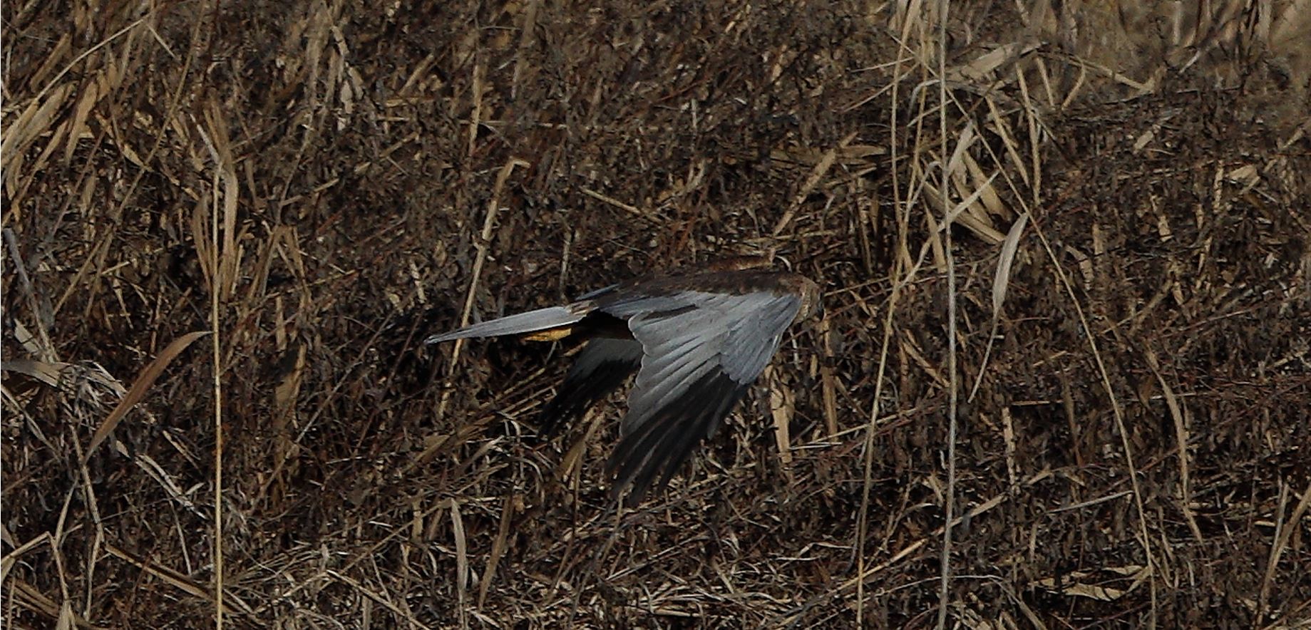 marsh falcon 18-01-2022