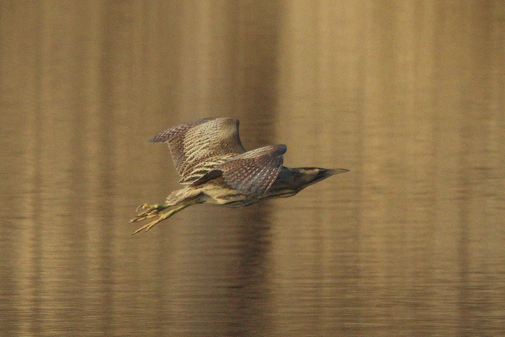 Bittern 18-01-2022