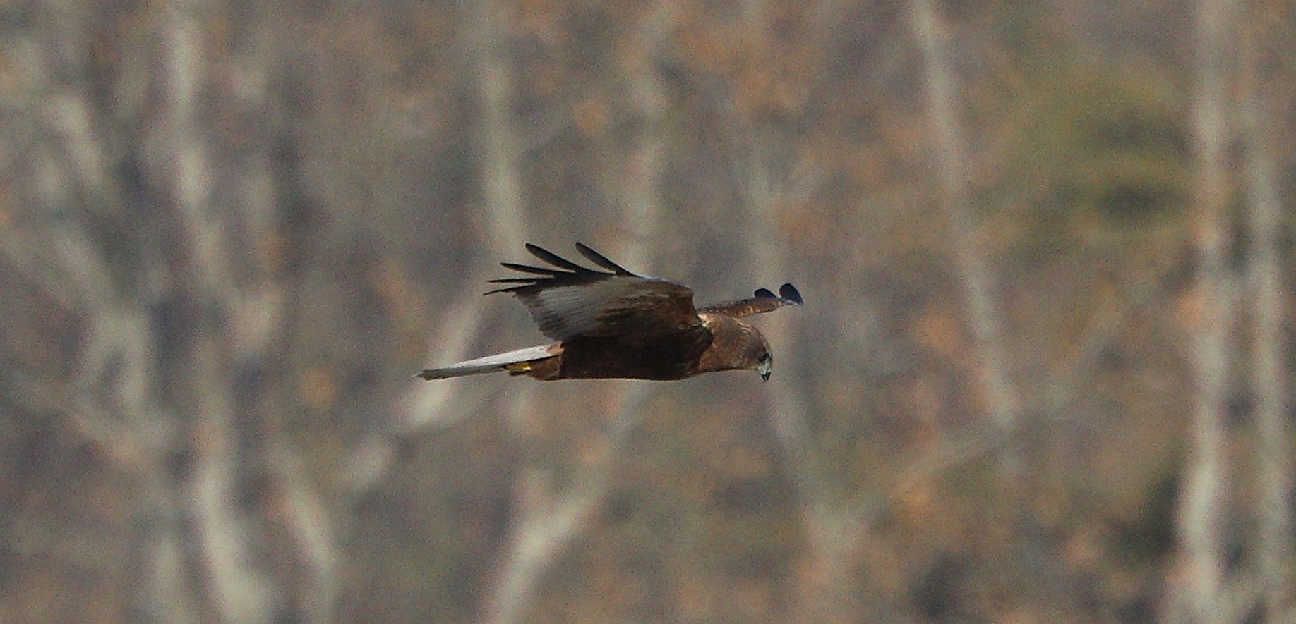 marsh falcon 18-01-2022
