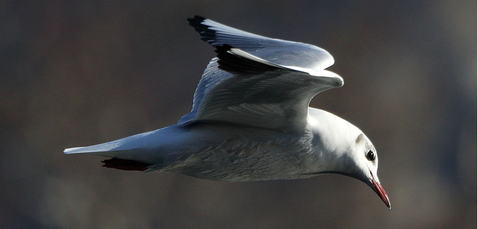 Land gull