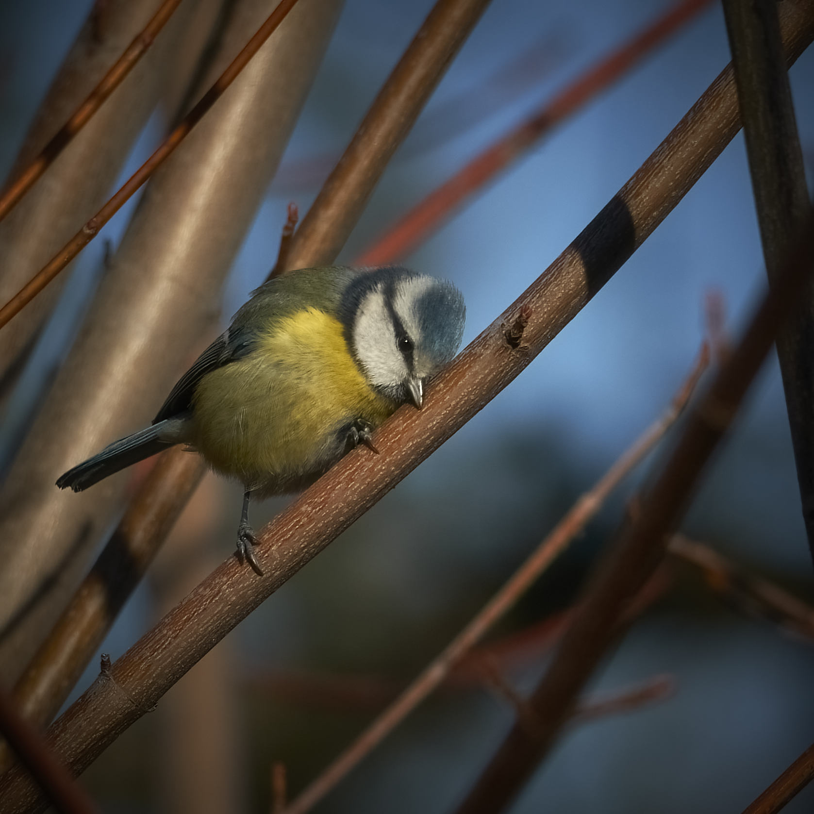 cleaning its beak
