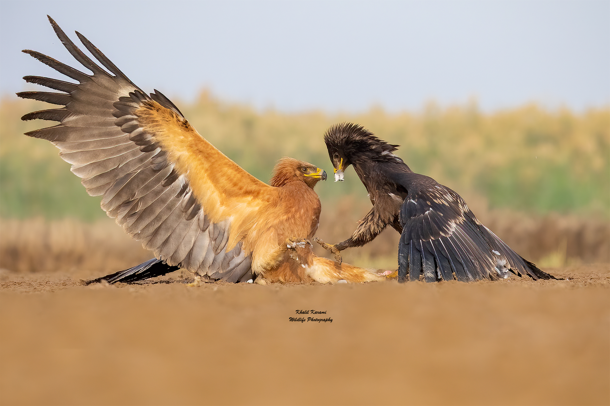 Greater Spotted Eagle
