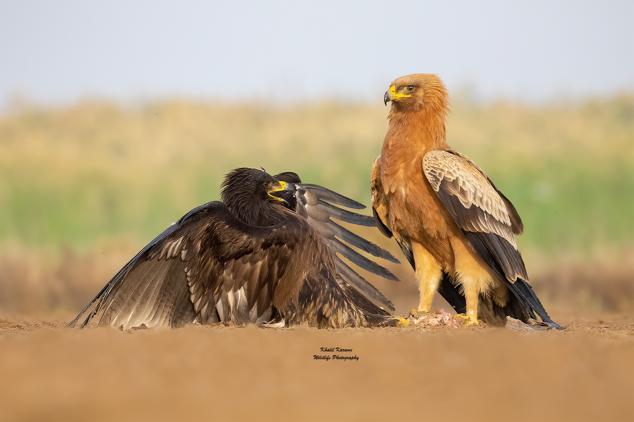 Greater Spotted Eagle