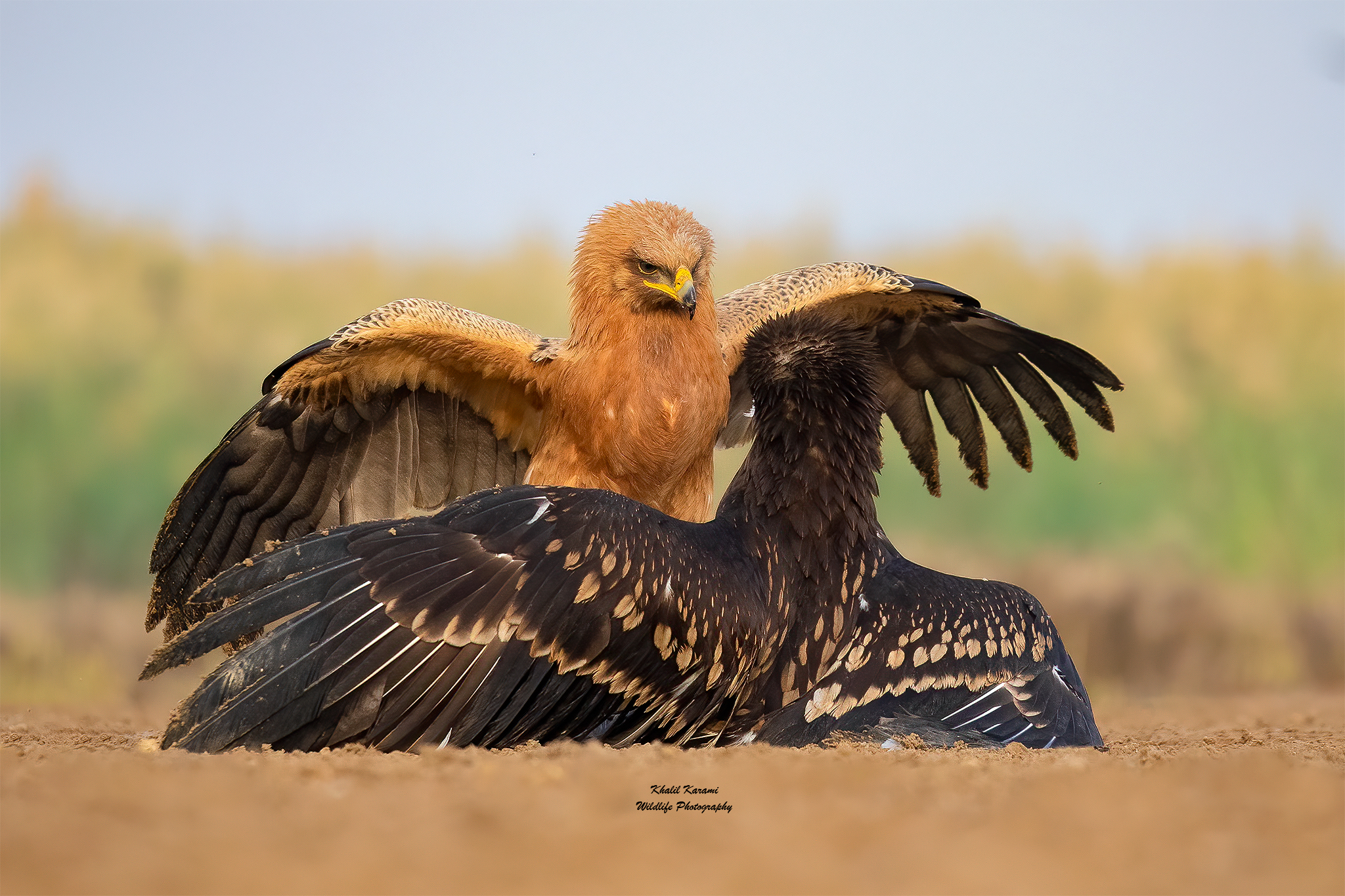Greater Spotted Eagle