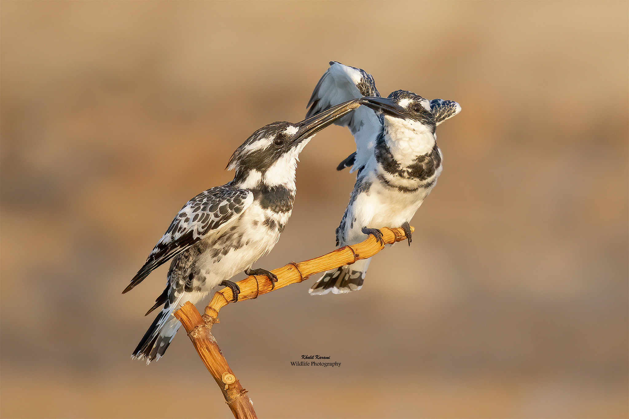pied kingfisher