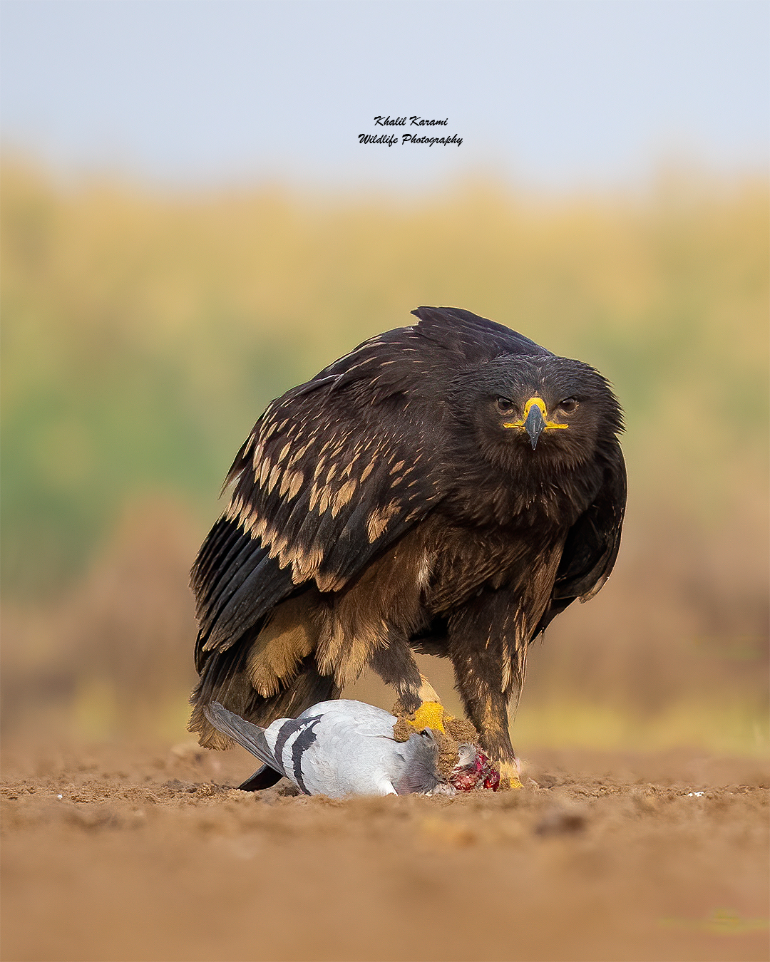 Greater Spotted Eagle