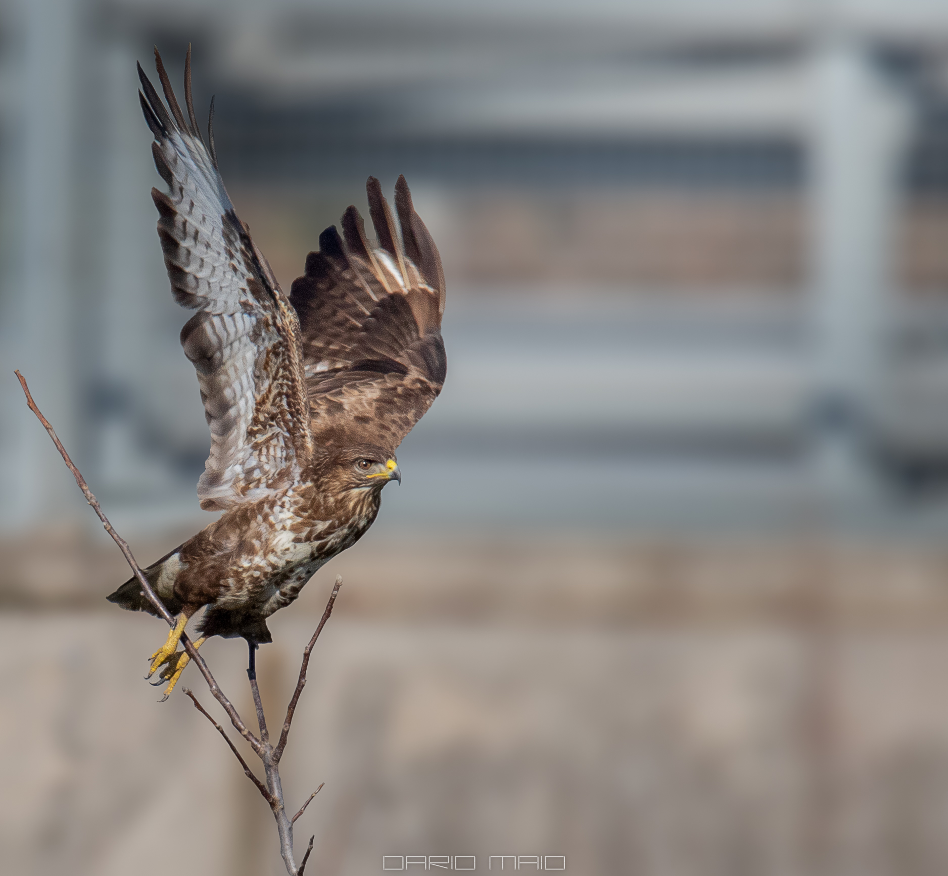 The detachment of the Buzzard