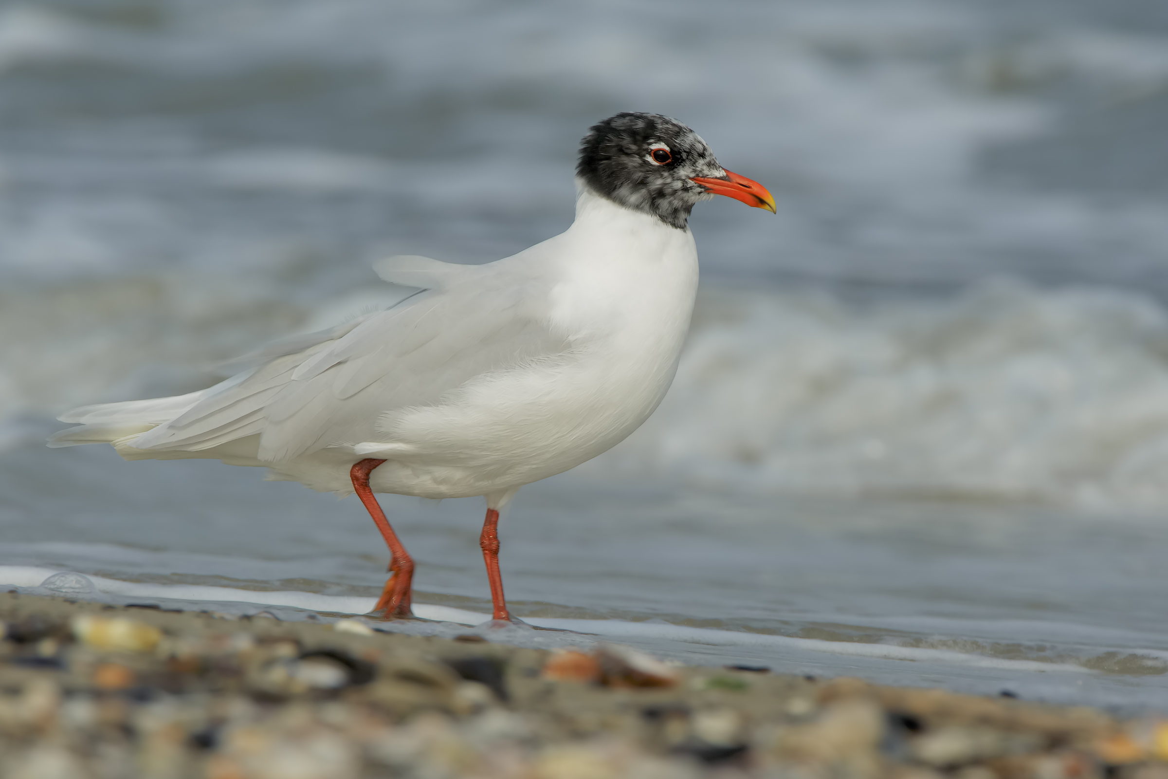 Gabbiano corallino in abito pre-riproduttivo