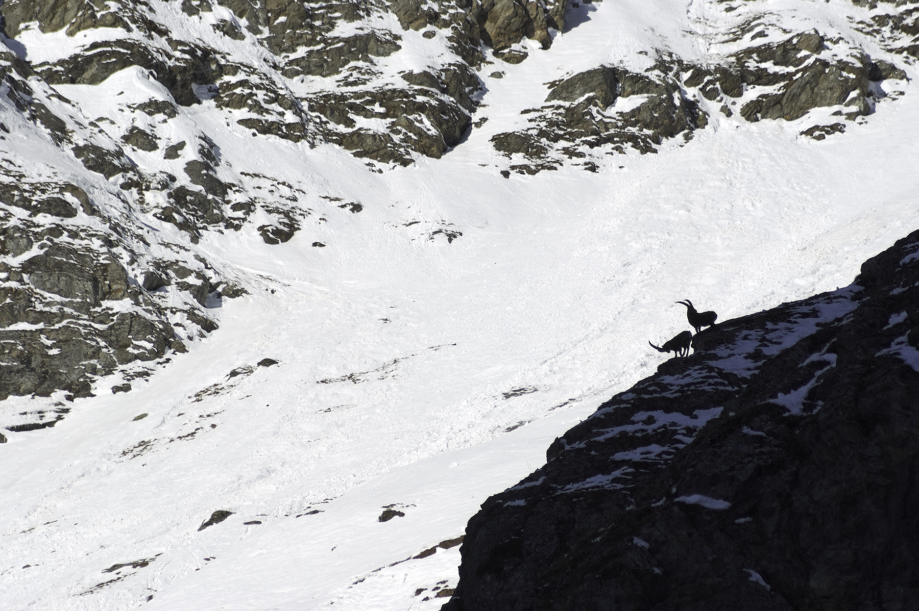 Coreografie in quota - Stambecchi