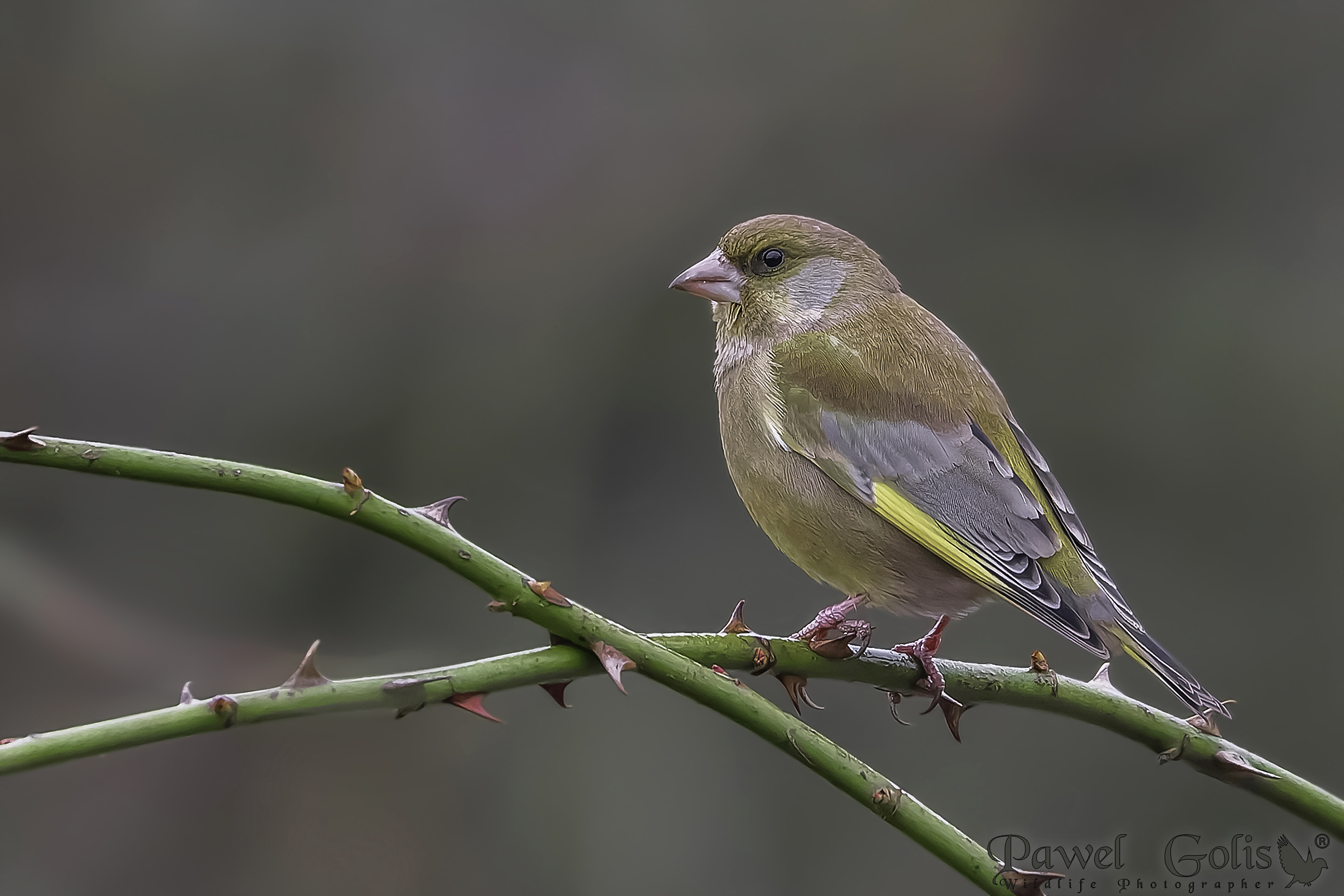 Verdone europeo (Carduelis chloris)