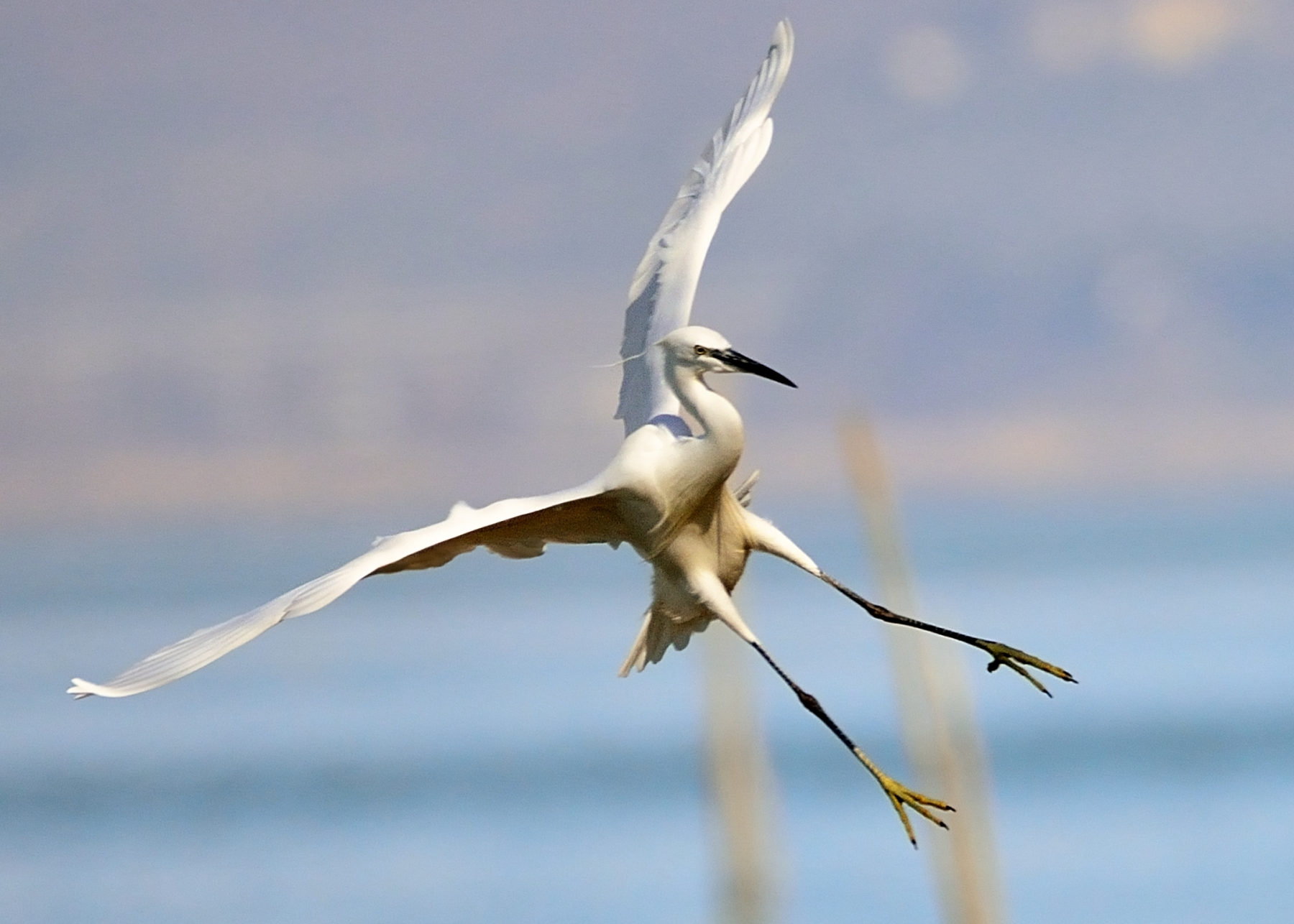 Egret in landing