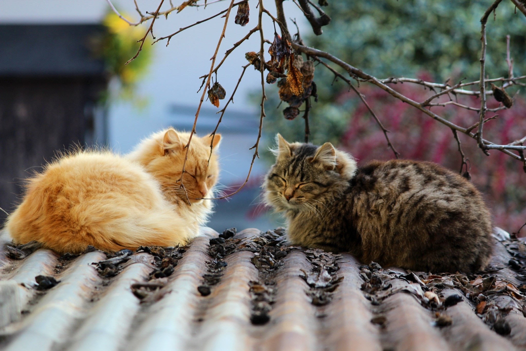 Il magnifico duo....