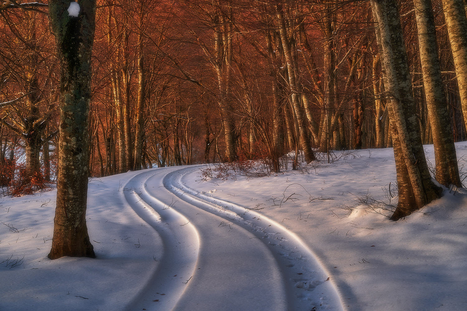 the forest in winter