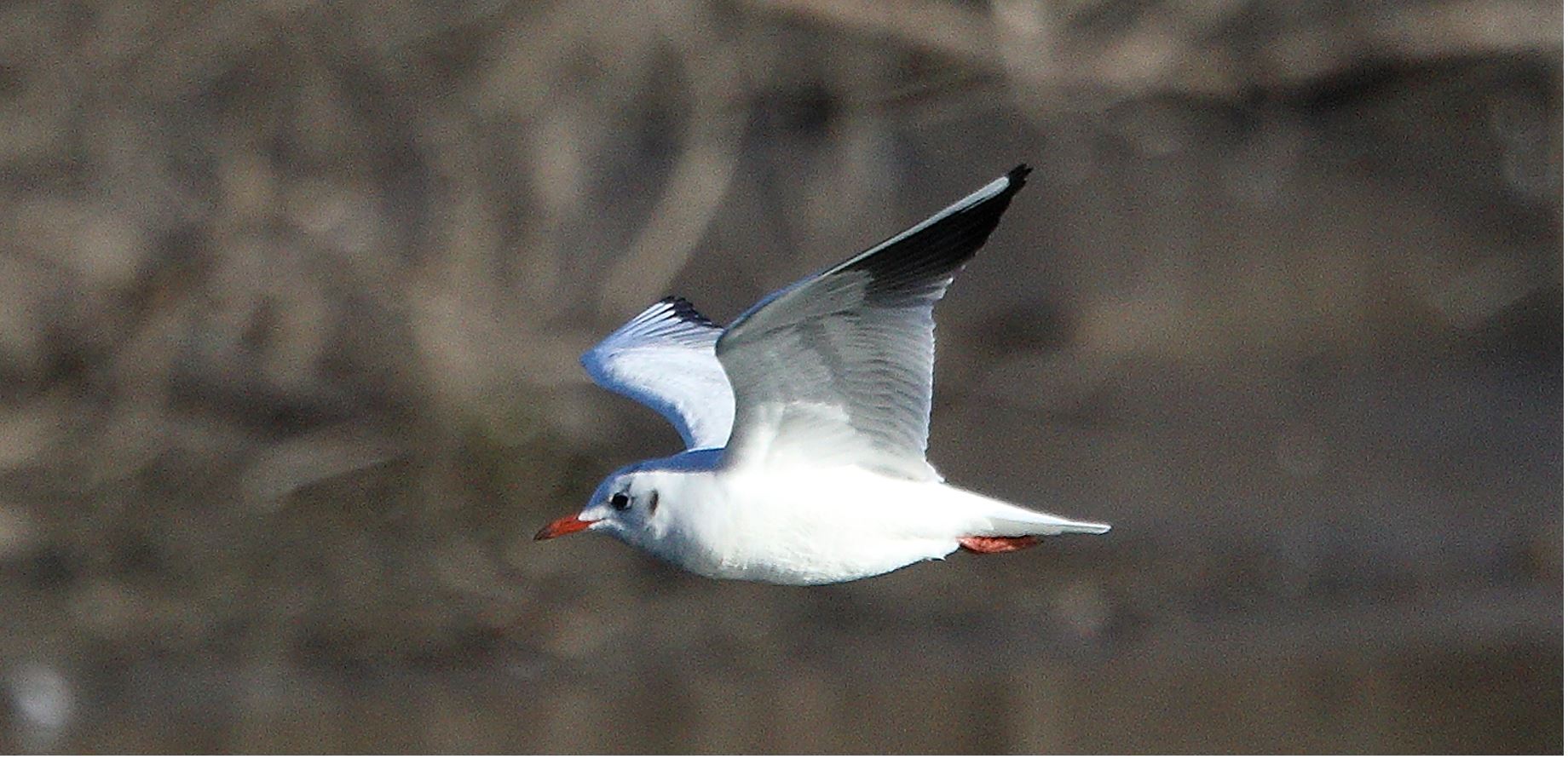 terrestrial gull 15-01-2022