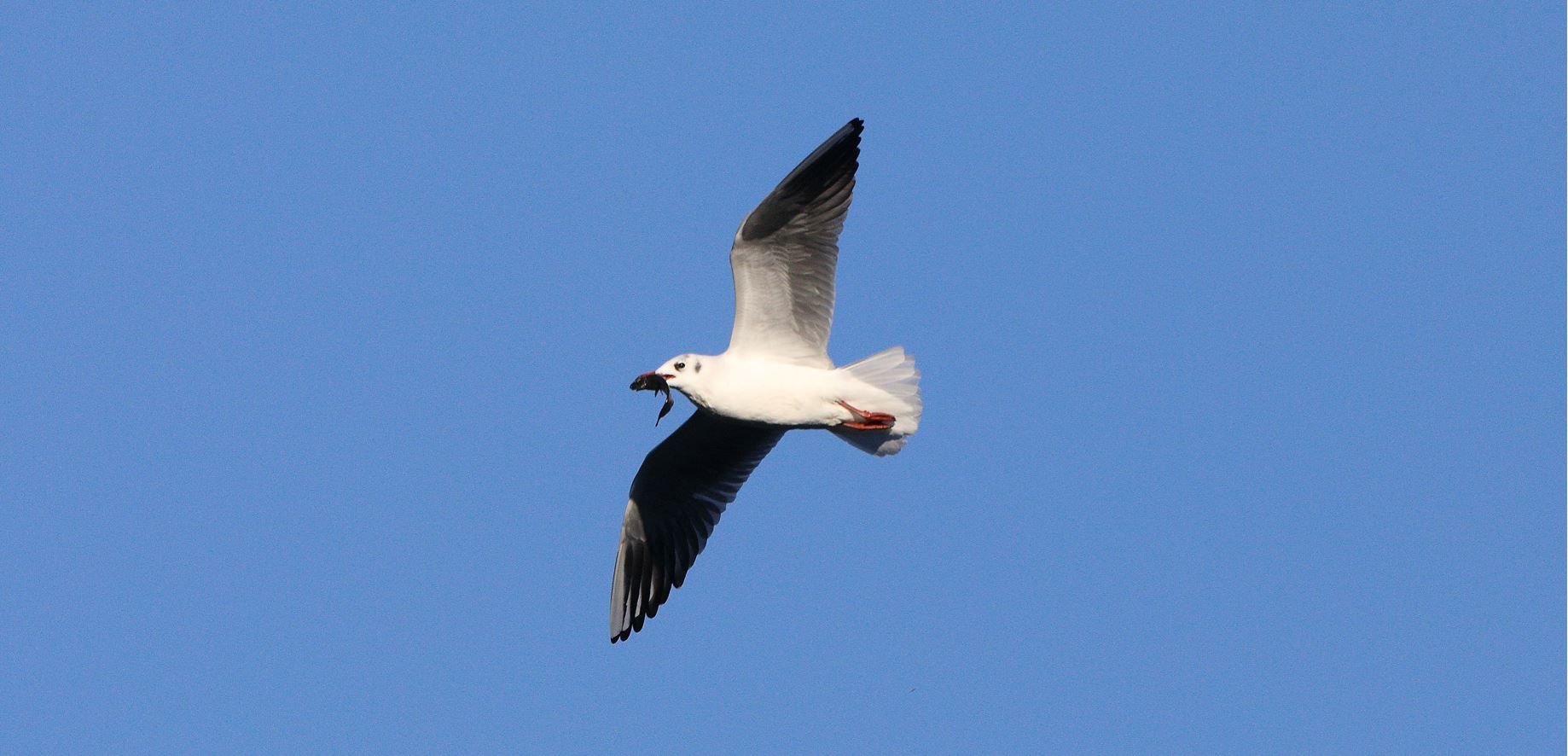 terrestrial gull 15-01-2022