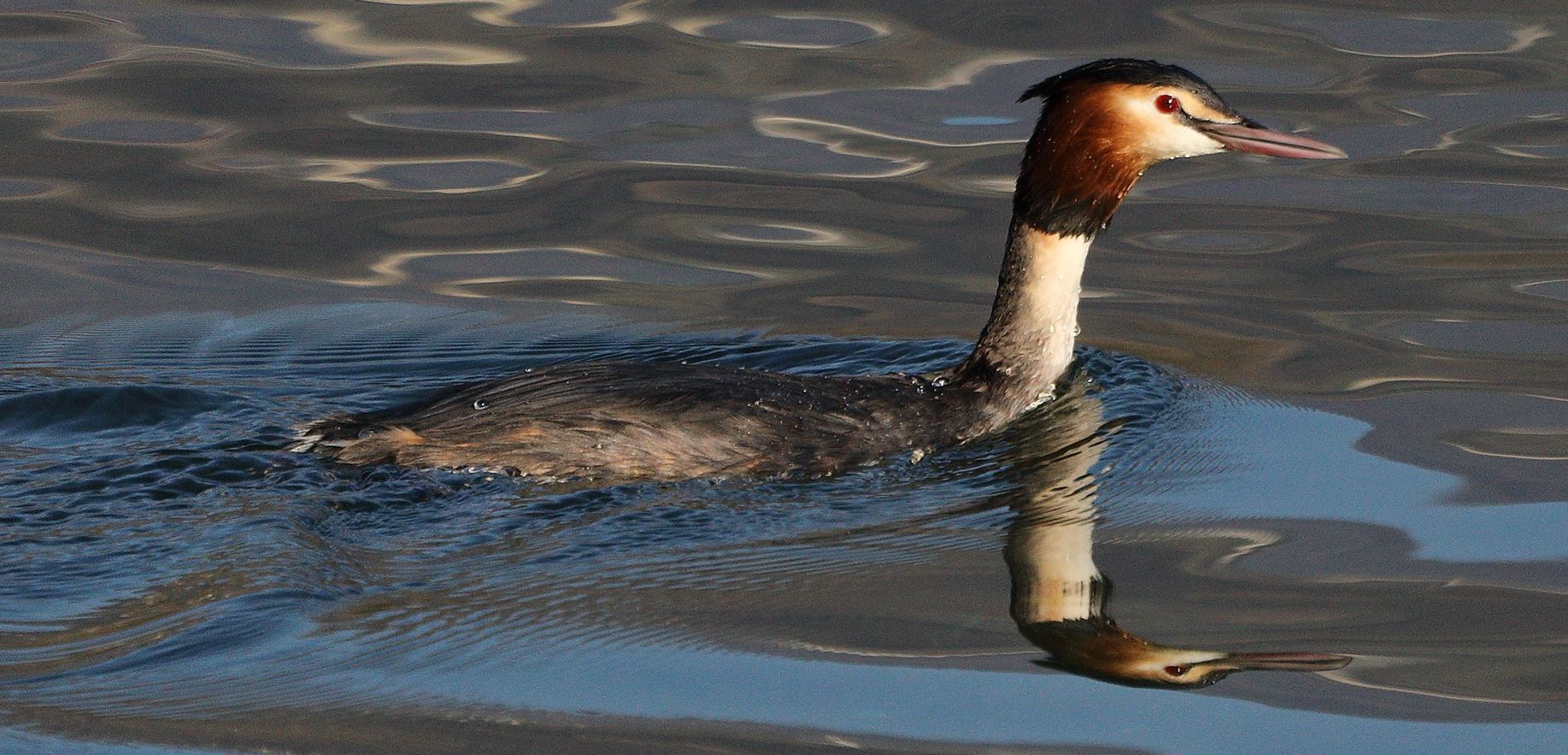 grebe