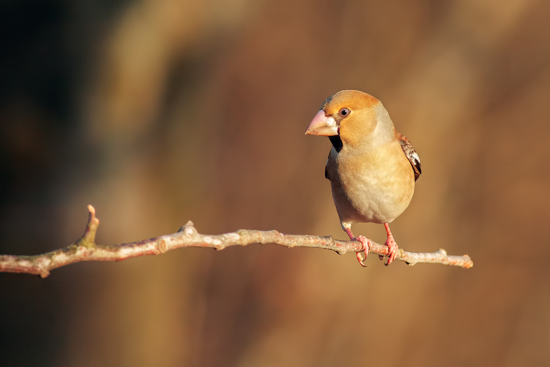 In the warm light of dawn