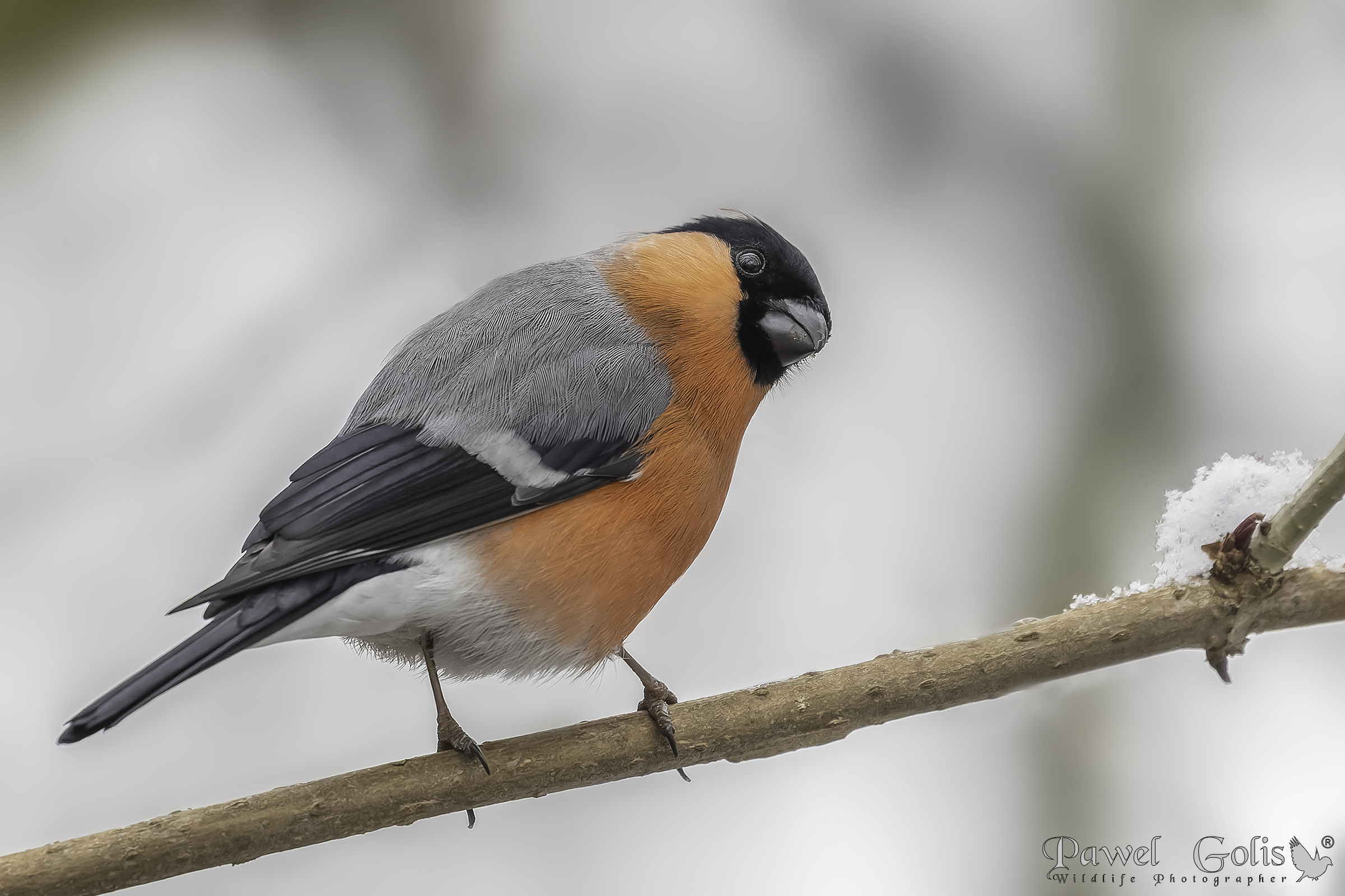 Ciuffolotto eurasiatico (Pyrrhula pyrrhula)