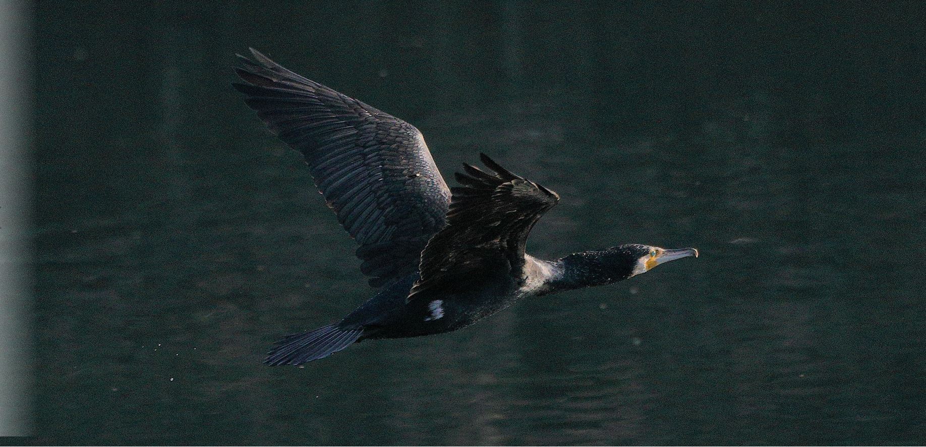 cormorant