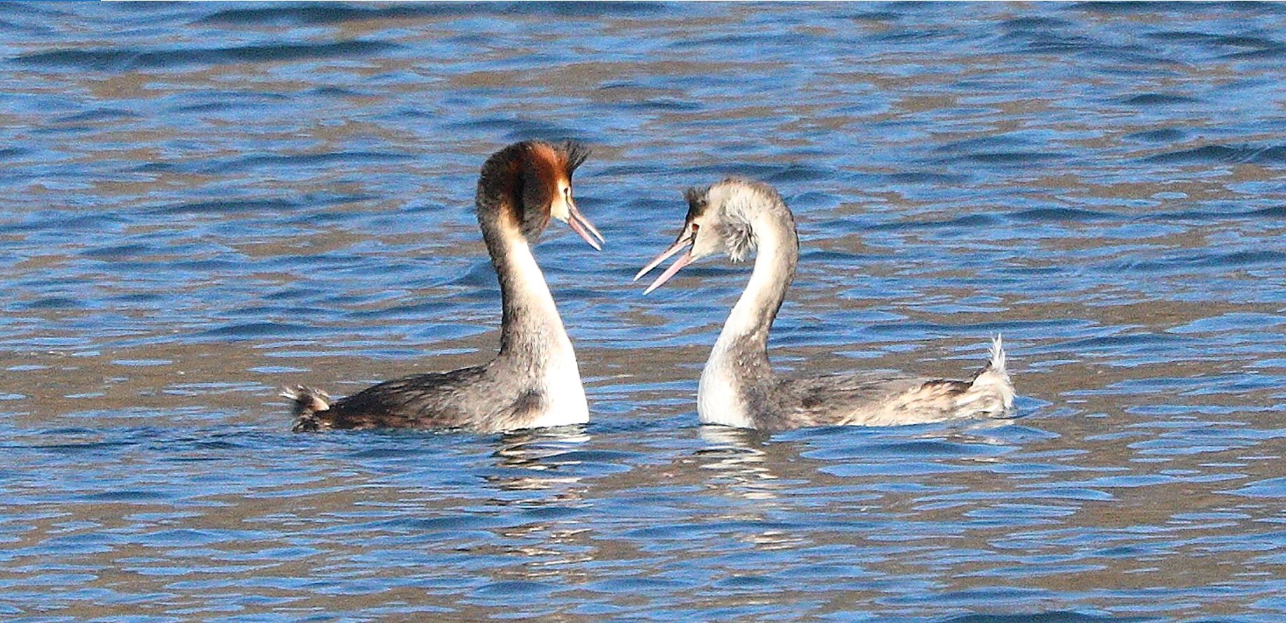 Major grebes 15-01-2022