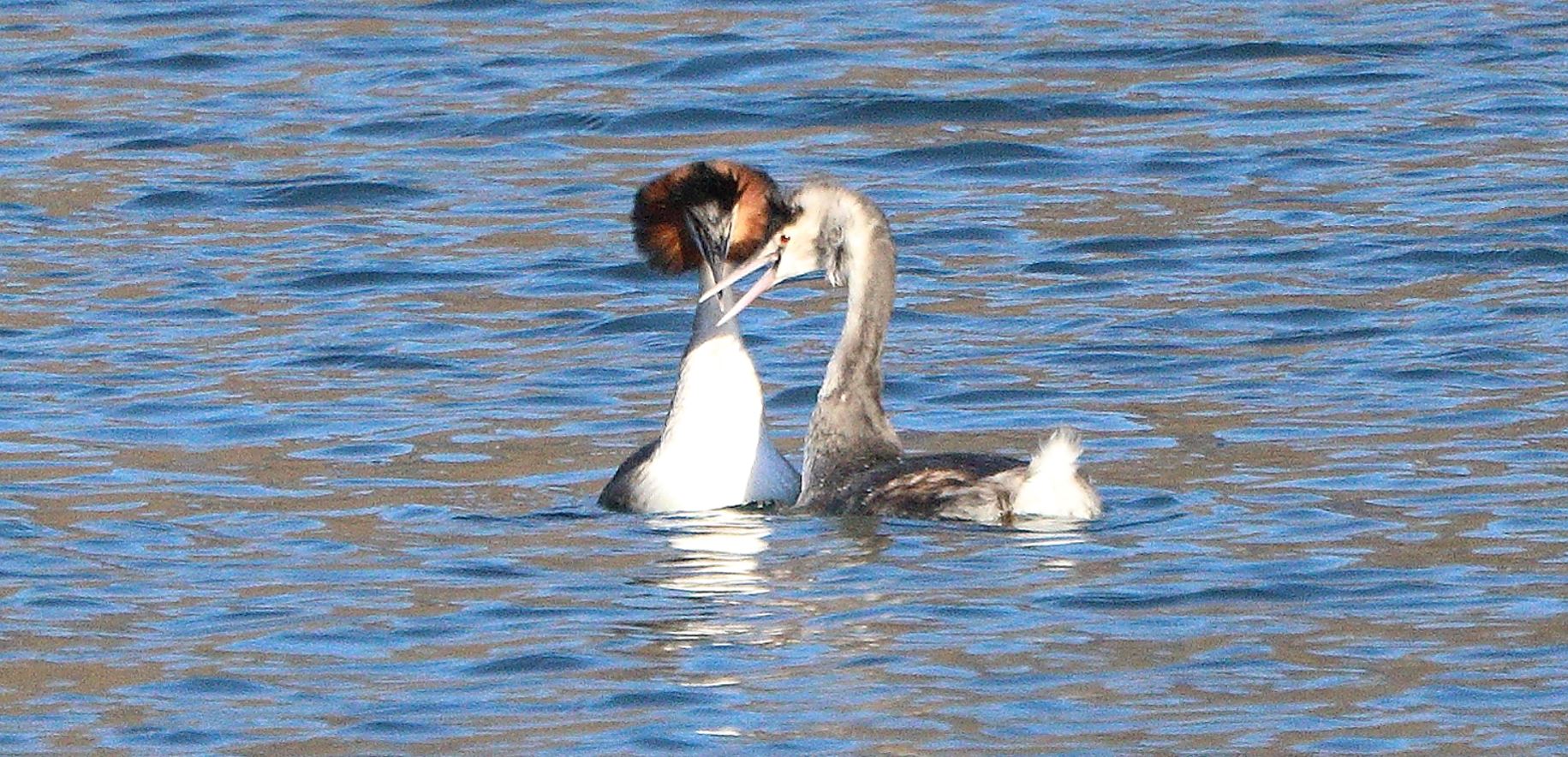 great grebes