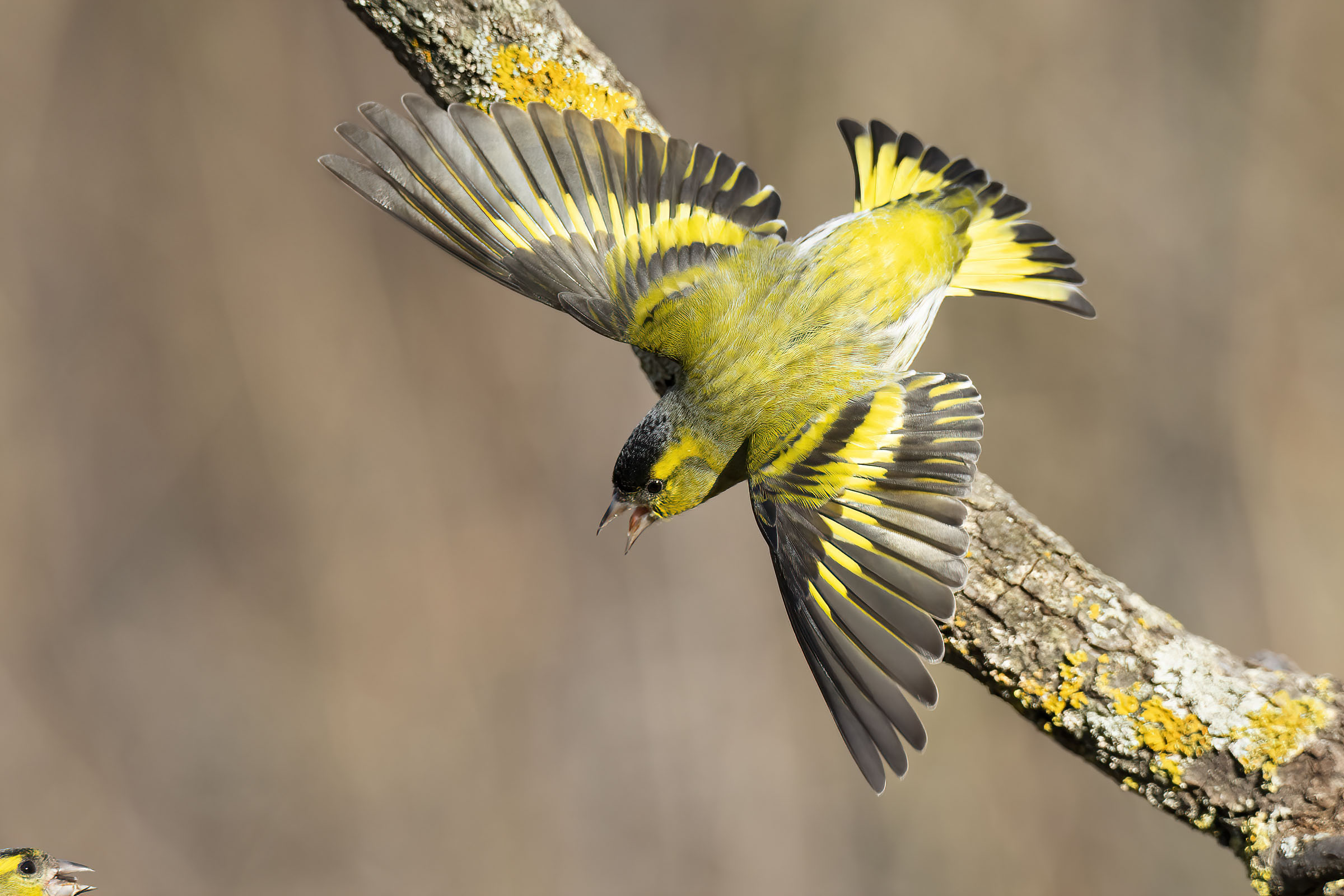 L'attacco (Lucherino)