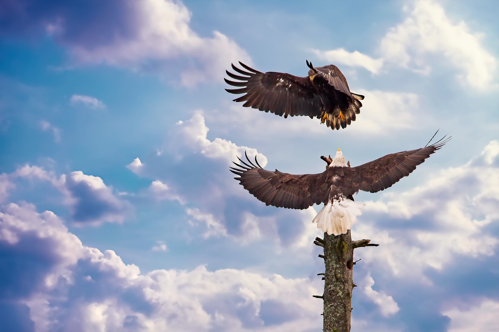 Aquila calva e aquila giovanile con un tiff.