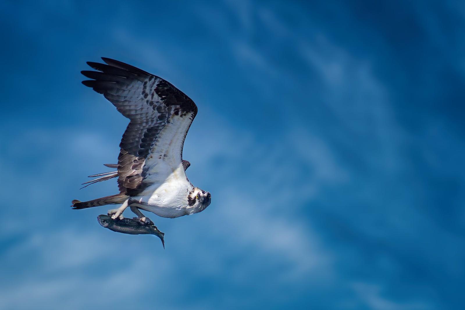 Osprey e il suo premio.