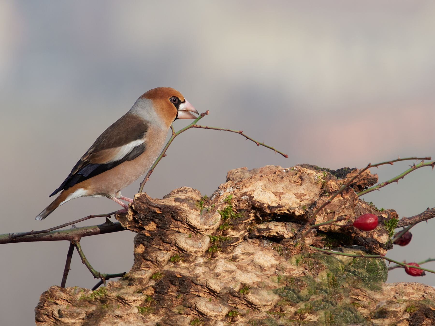 Hawfinch