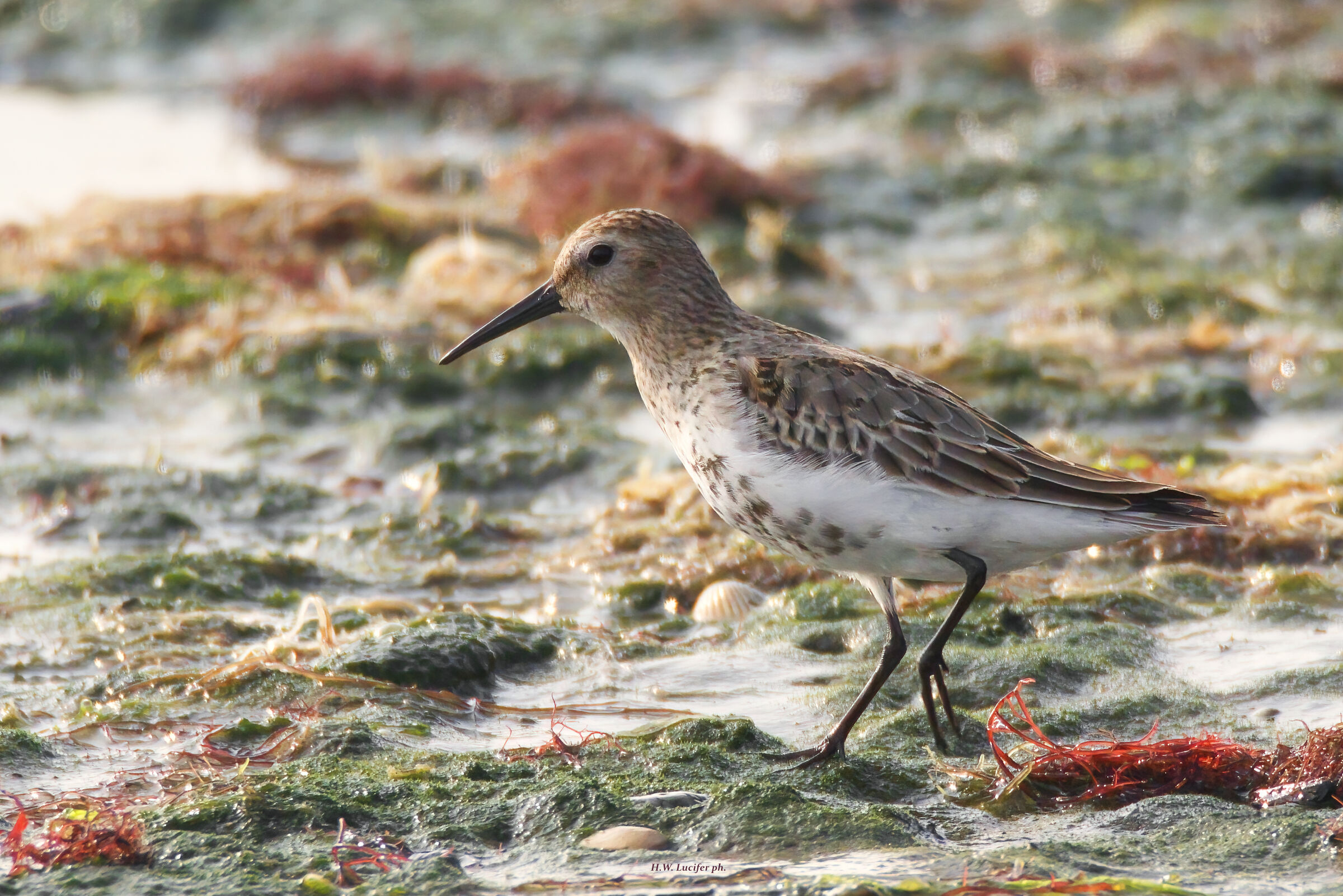 The City of Venice...