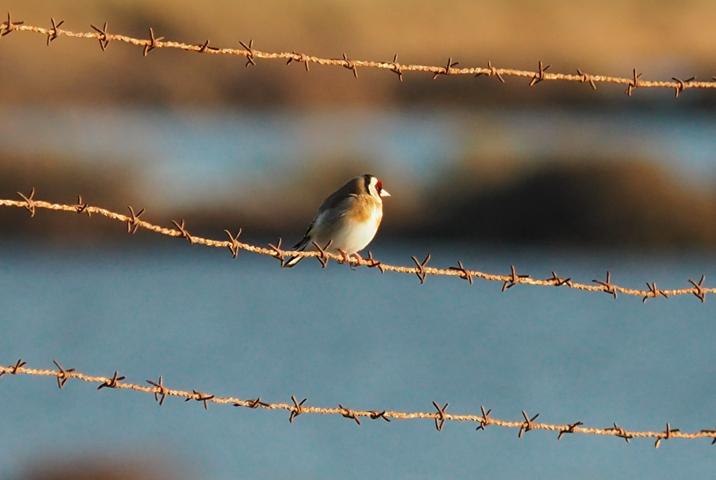 Goldfinch