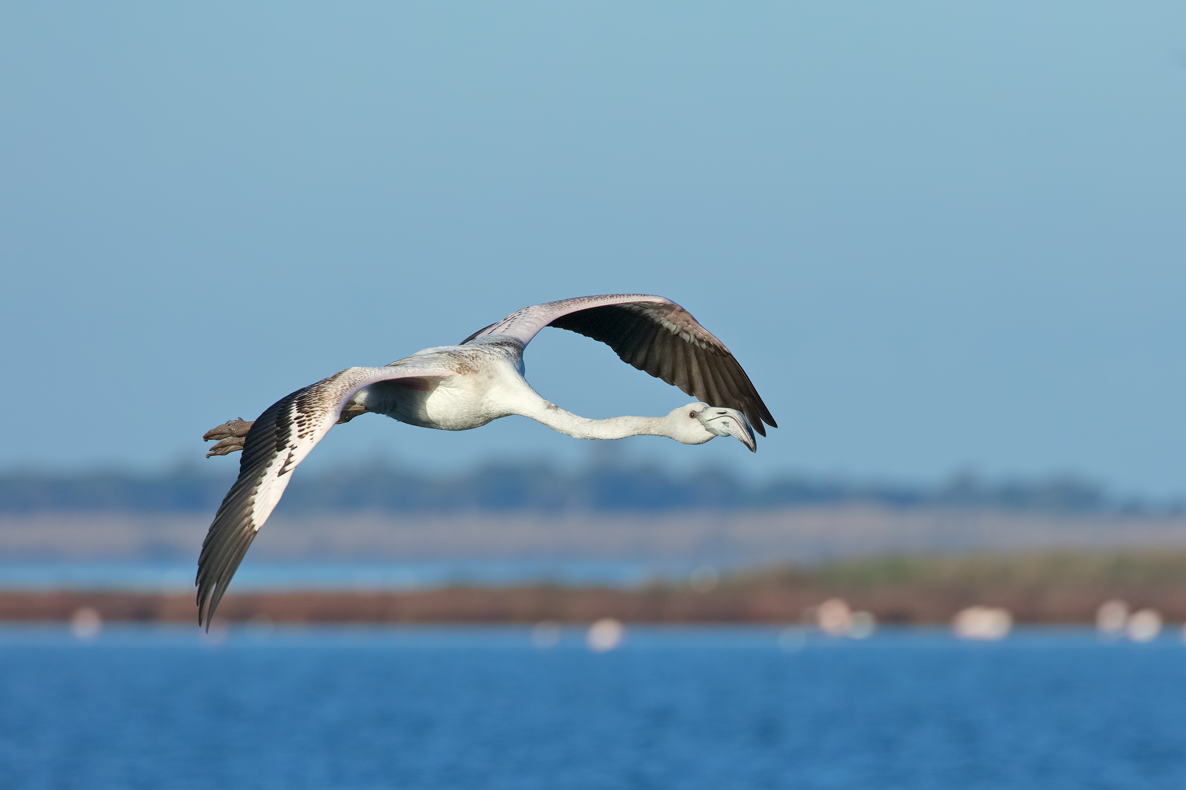 Giovane Fenicottero in Virata