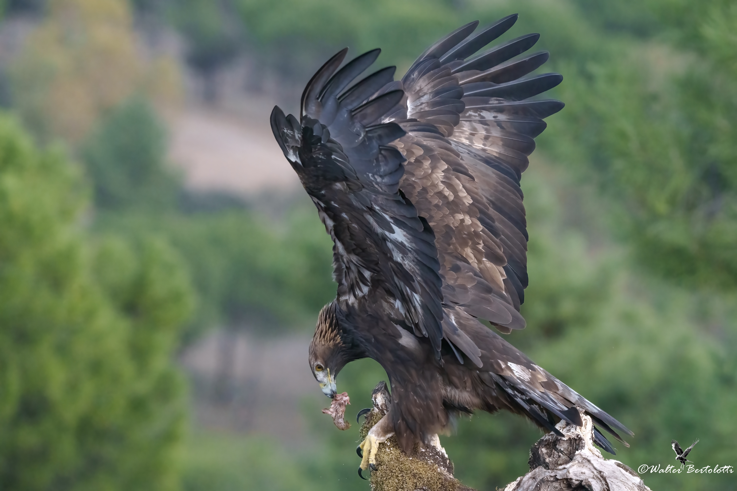 aquila reale al posatoio