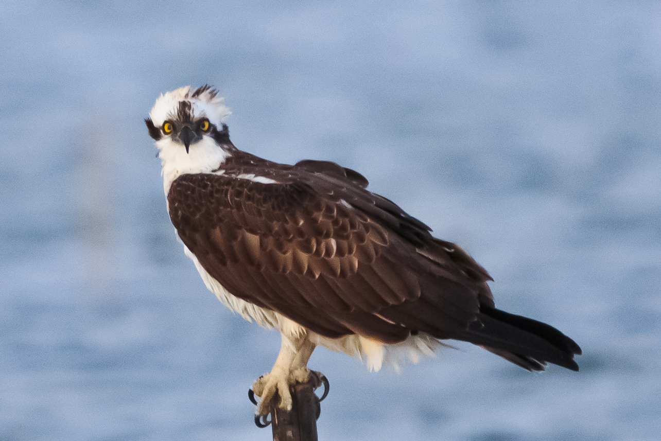 Osprey
