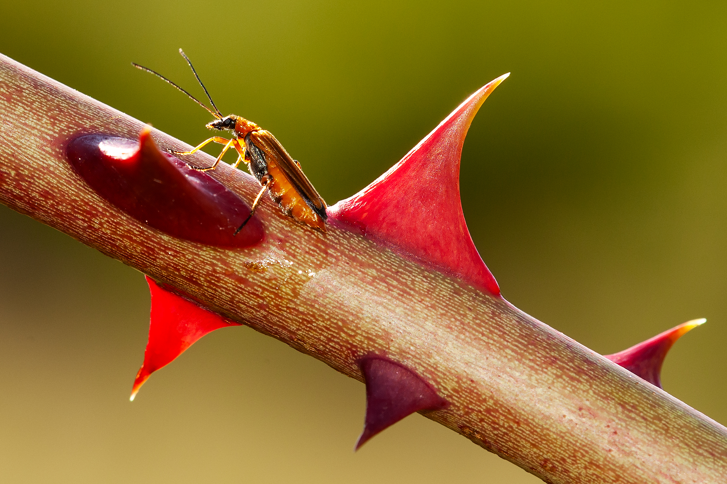 A thorny issue