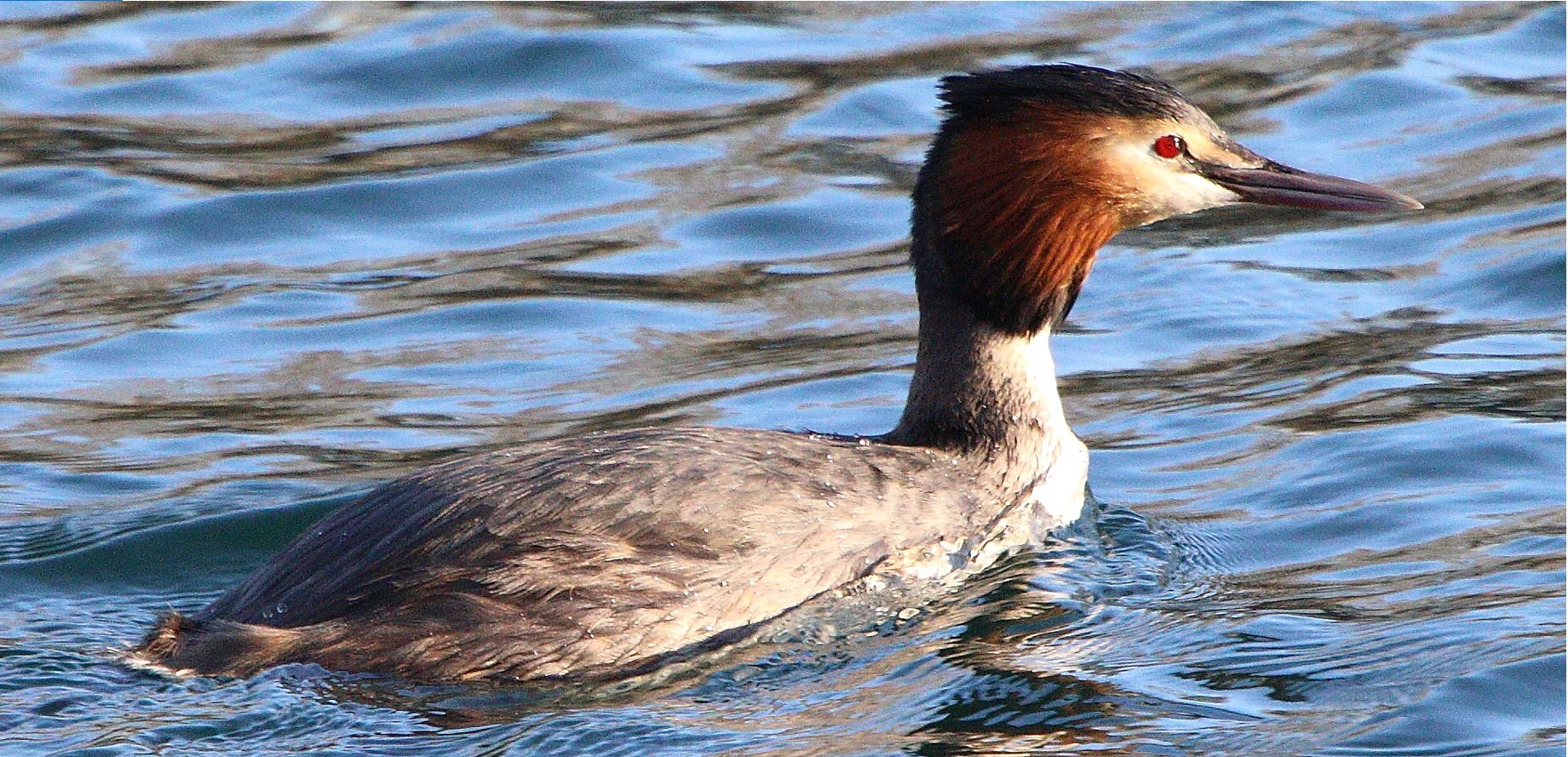 great crested grebe