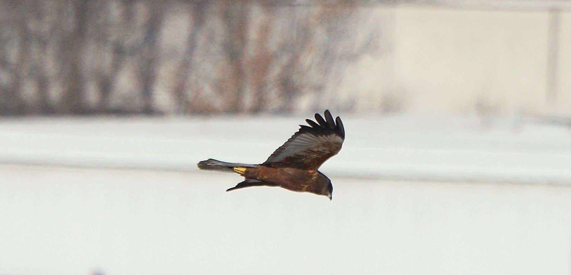 marsh falcon 18-01-2022