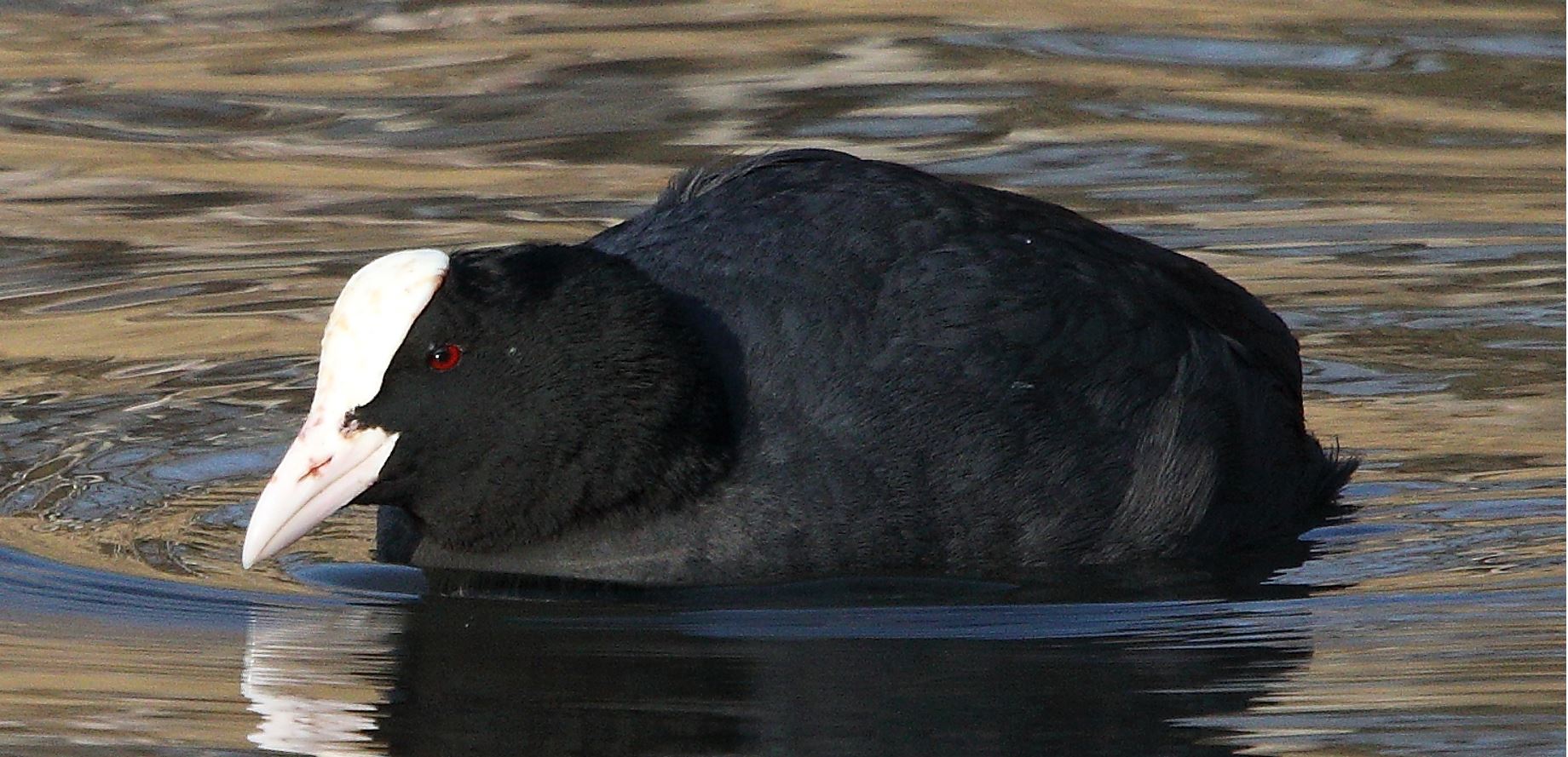 coot 19-01-2022