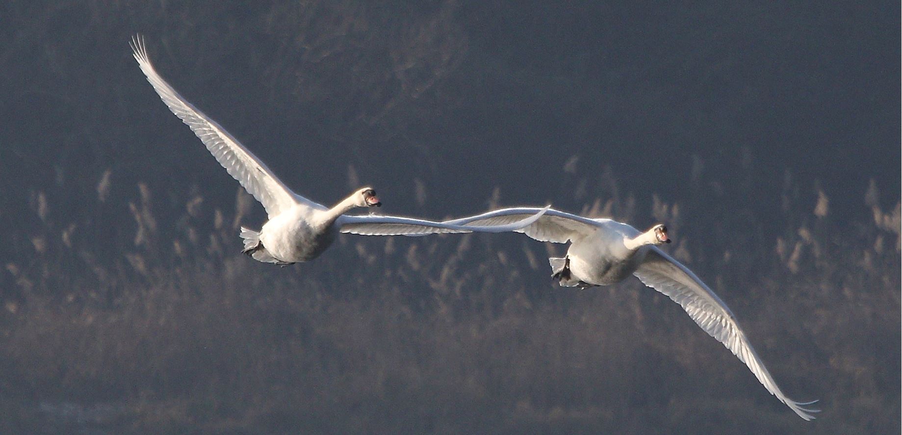 swans in flight