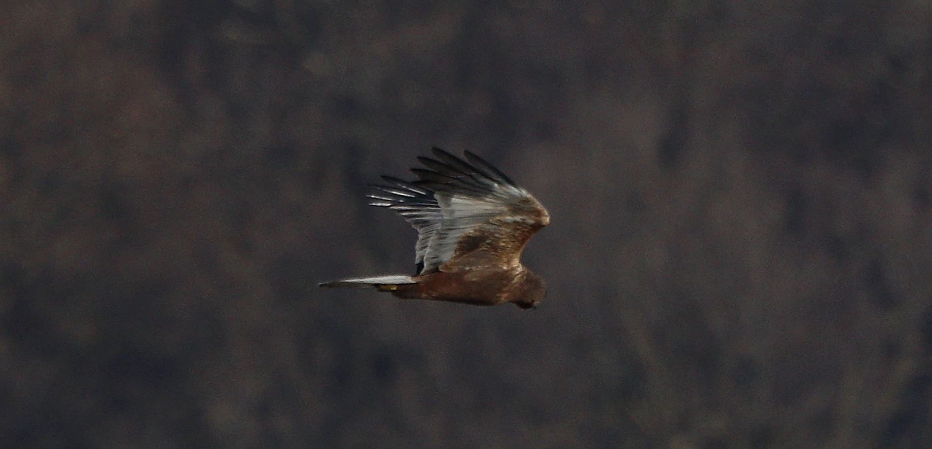 marsh falcon 18-01-2022