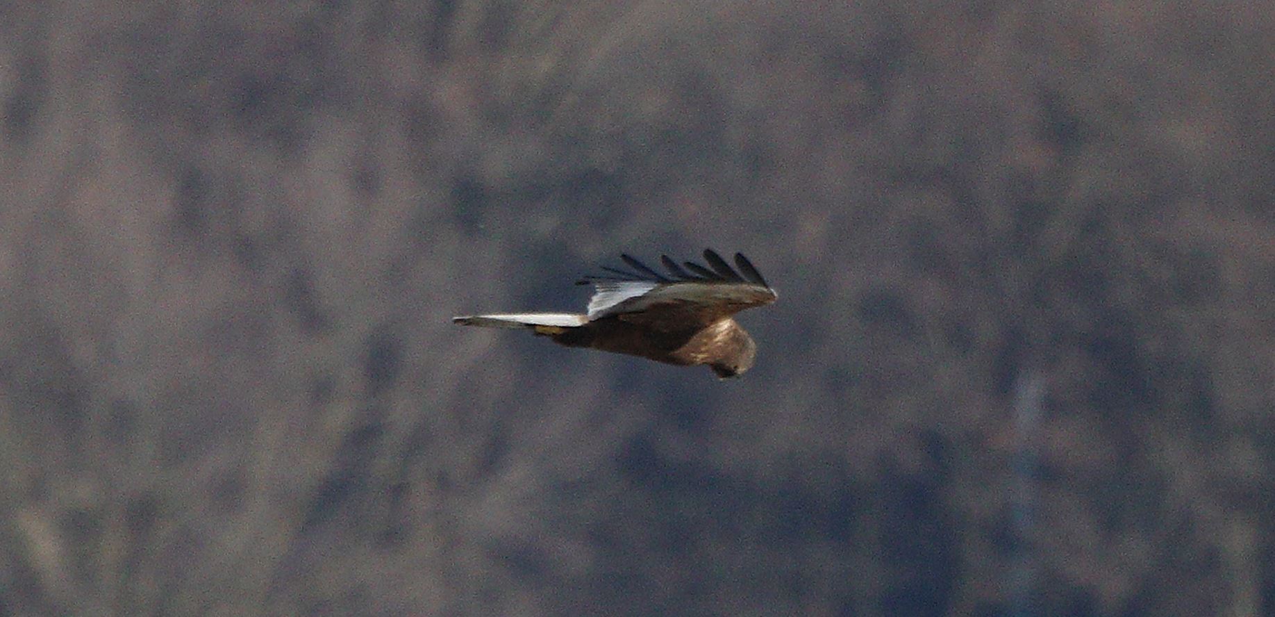 marsh falcon 18-01-2022