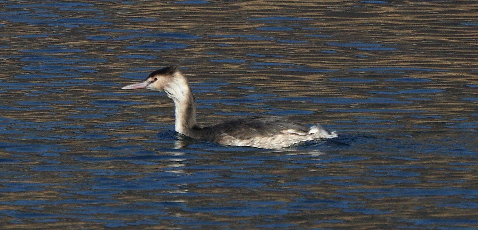 grebe