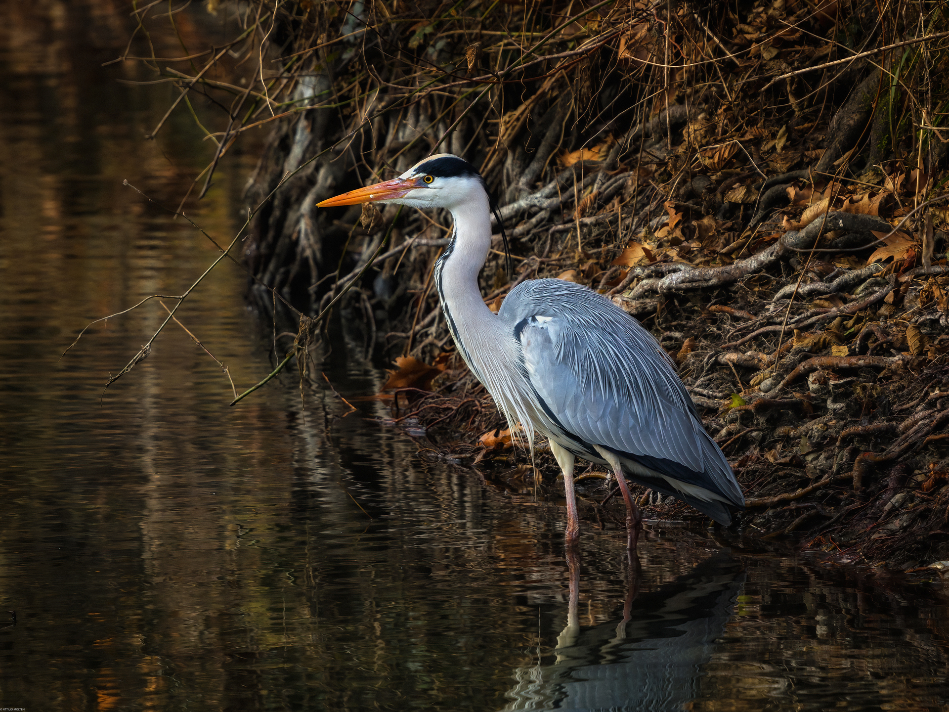 Grey heron