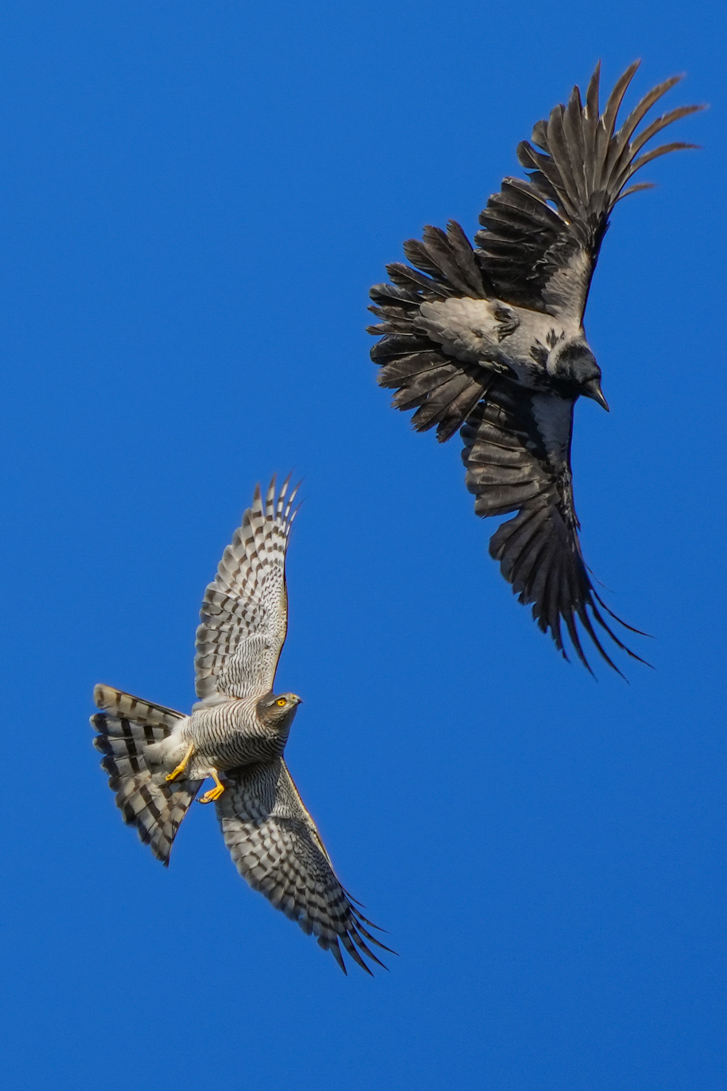 This time the crow has found a hard bone!