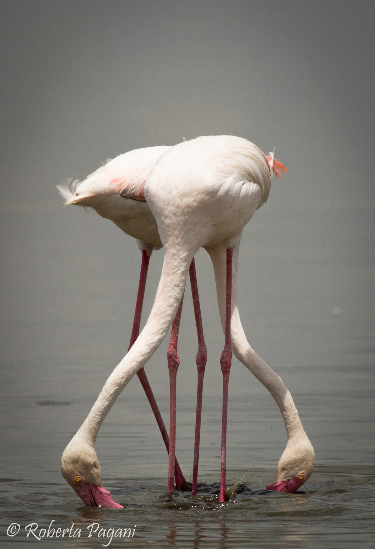 Balletto di fenicotteri