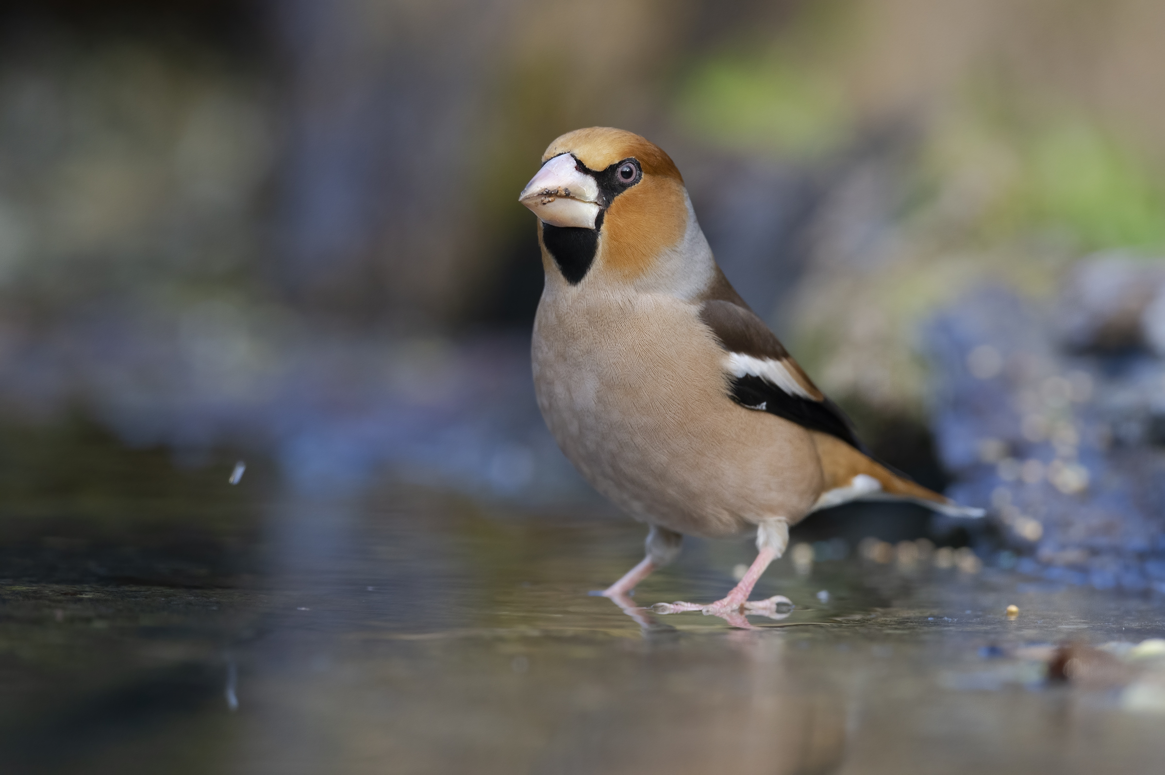 Frosone (Coccothraustes coccothraustes)