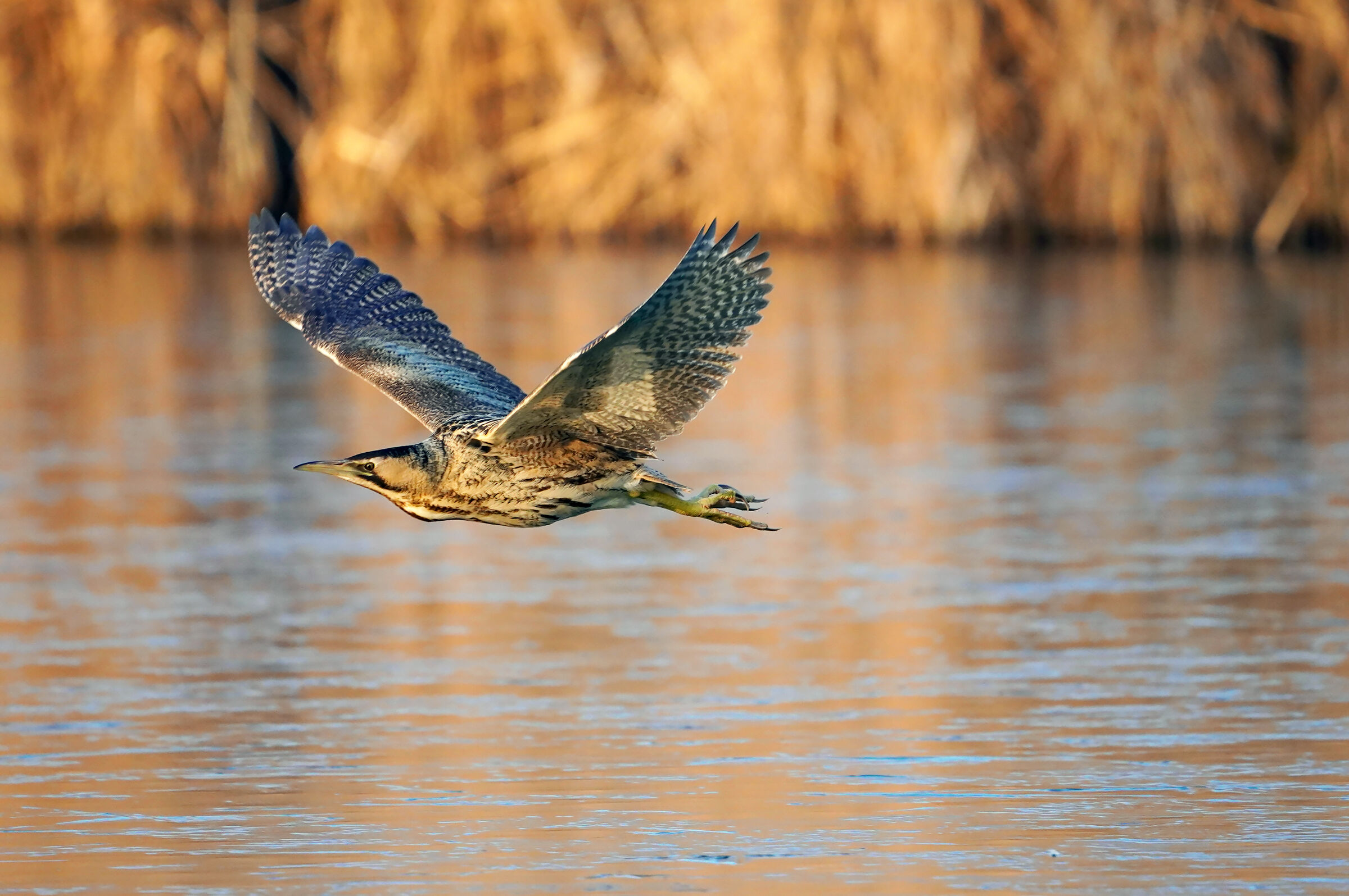 tra le luci del tramonto